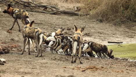 nervous african wild dog puppies drinking from a natural pool of water, south africa