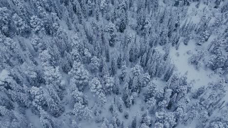 Árboles-De-Coníferas-Cubiertos-De-Nieve-En-Indre-Fosen,-Condado-De-Trondelag,-Noruega---Toma-Aérea-De-Arriba-Hacia-Abajo