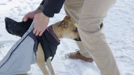 man putting winter coat on dog outdoors on snowy winter day