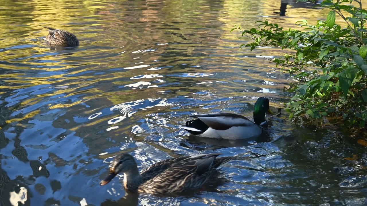 Germano reale in cerca di cibo nelle prime ore del mattino a Central Park, New York