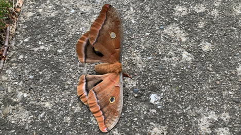 beautiful tan-colored butterfly moth on a cement sidewalk