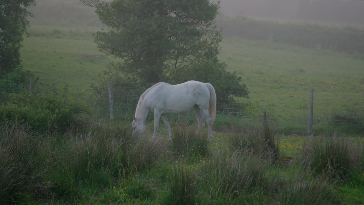 el caballo blanco pasta en la niebla de la mañana temprano