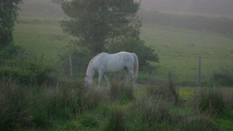 white horse graze in early morning mist