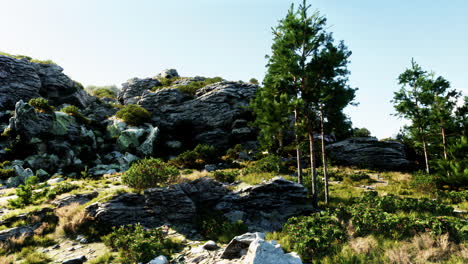 rocky mountains with pine trees