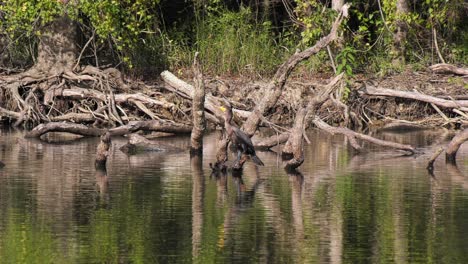 Kajakfahren-Vorbei-An-Einem-Kormoran-Mit-Zwei-Hauben,-Der-Auf-Einem-Umgestürzten-Baum-In-Einem-Fluss-In-Florida-Thront