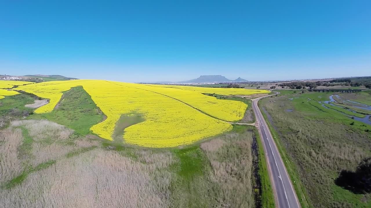 눈으로 볼 수 있는 유채꽃밭