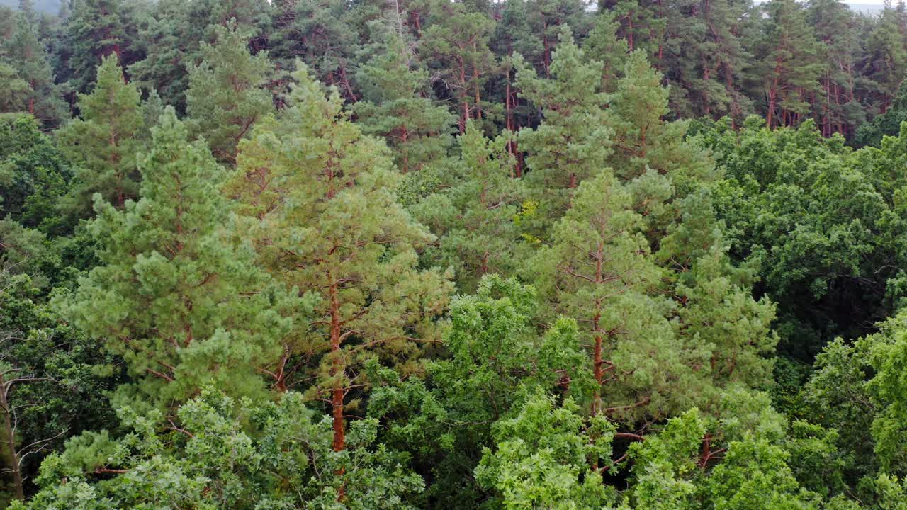 Pine trees in the forest in summer. Flight over the green trees. Freshness nature. Motion camera forward. Aerial view. Slow motion.