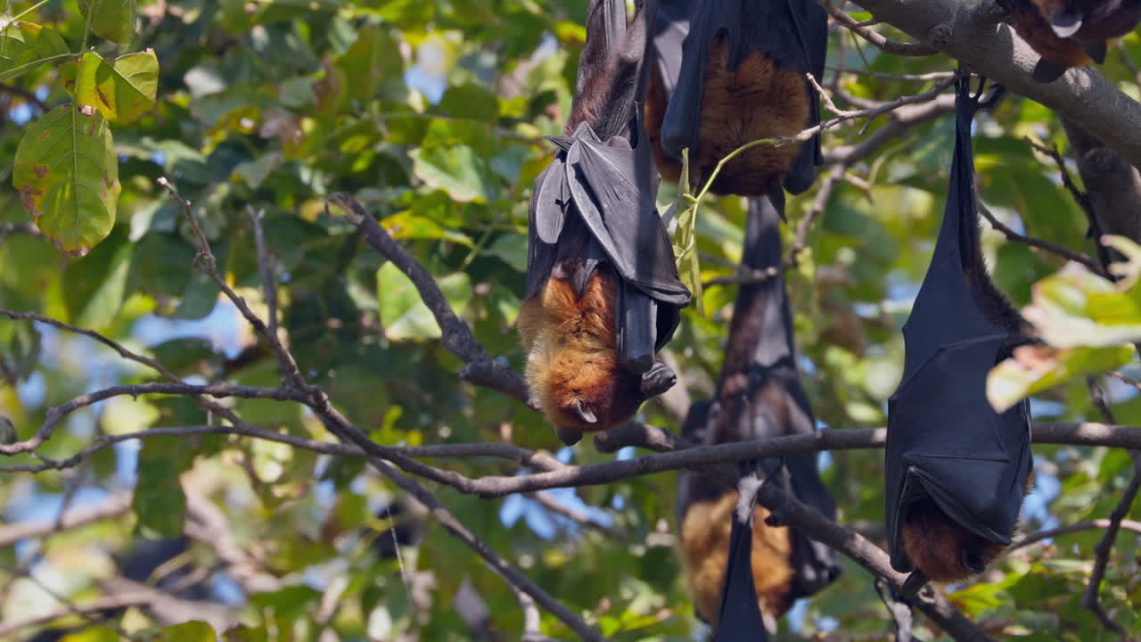 Close up shot of Indian flying foxes hanging from the tree branch during sunny day in keoladeo bird sanctuary, India.
