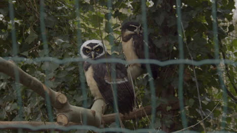 wide shot of two captive brown wood owls sitting on tree branch