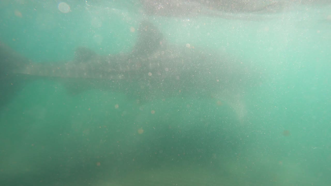 primer plano de un tiburón ballena nadando bajo el mar azul