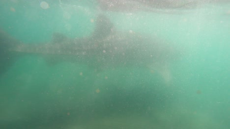 primer plano de un tiburón ballena nadando bajo el mar azul