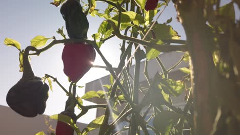 pan a la derecha, destello de sol brillante detrás de la planta de pimiento rojo en el jardín