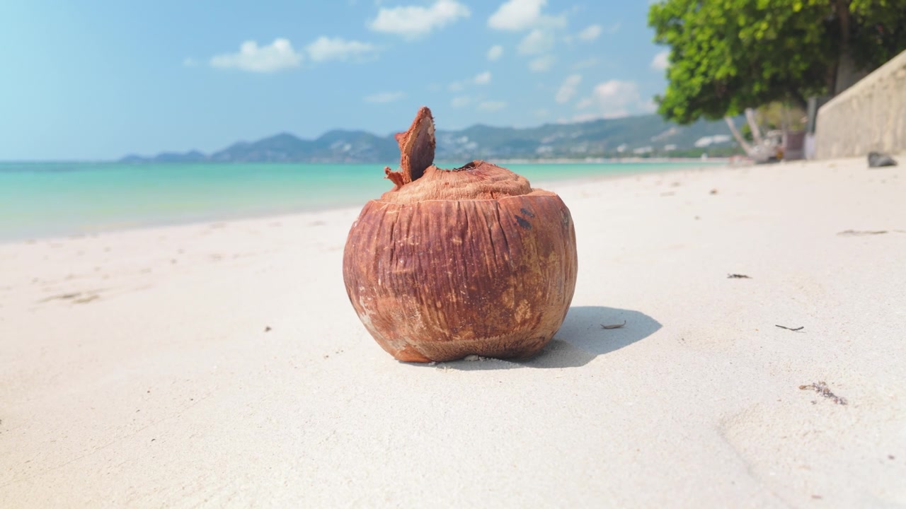 Guscio di cocco marrone essiccato sulla sabbia bianca della spiaggia di Chaweng a Koh Samui, Thailandia. Primo piano.