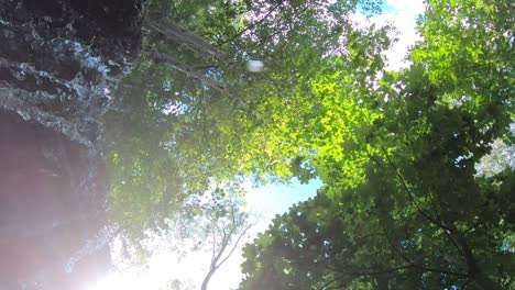 forest waterfall view from below