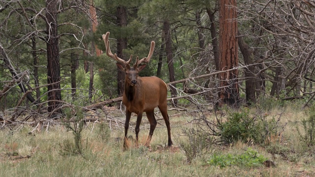 Grande renna che cammina nel bosco fermandosi a guardarsi intorno al rallentatore in 4k