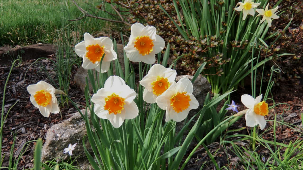 Forårsblomster i flor