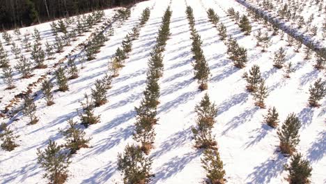 Tannenzapfen-Gärtnerei-Im-Winter