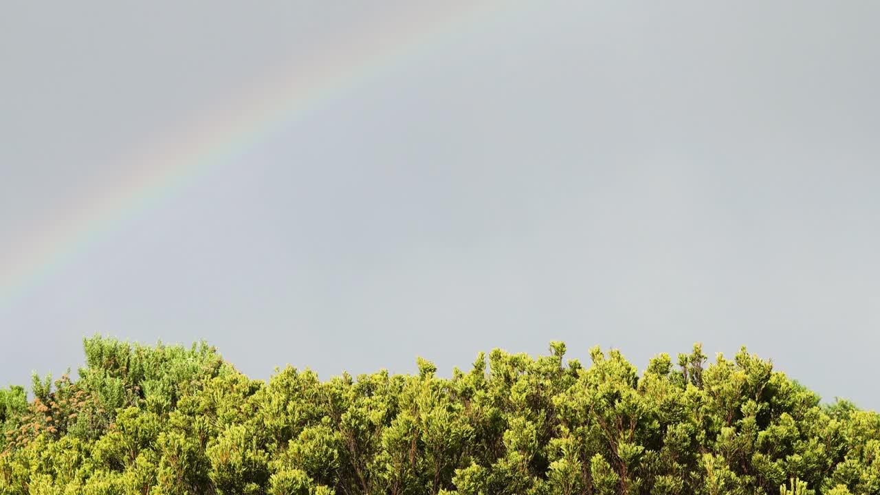 un arco iris aparece sobre un bosque exuberante