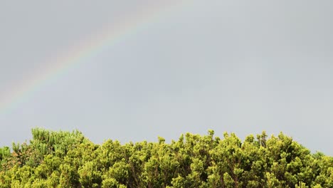 a rainbow appears above a lush forest