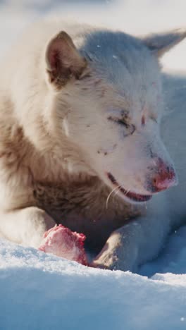 White Husky Eating a Bone in the Snow