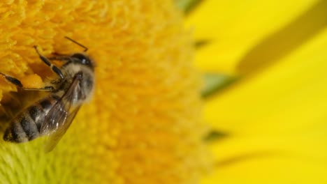 una foto de cerca de un girasol con una abeja polinizando en él, en el campo de girasoles.
