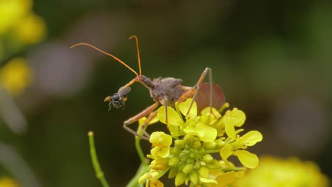 Common-Assassin-Bug-Caught-A-Native-Australian-Stingless-Bee-On-Yellow-Mizuna-Flowers---Pristhesancus-Plagipennis-In-Australia---selective-focus