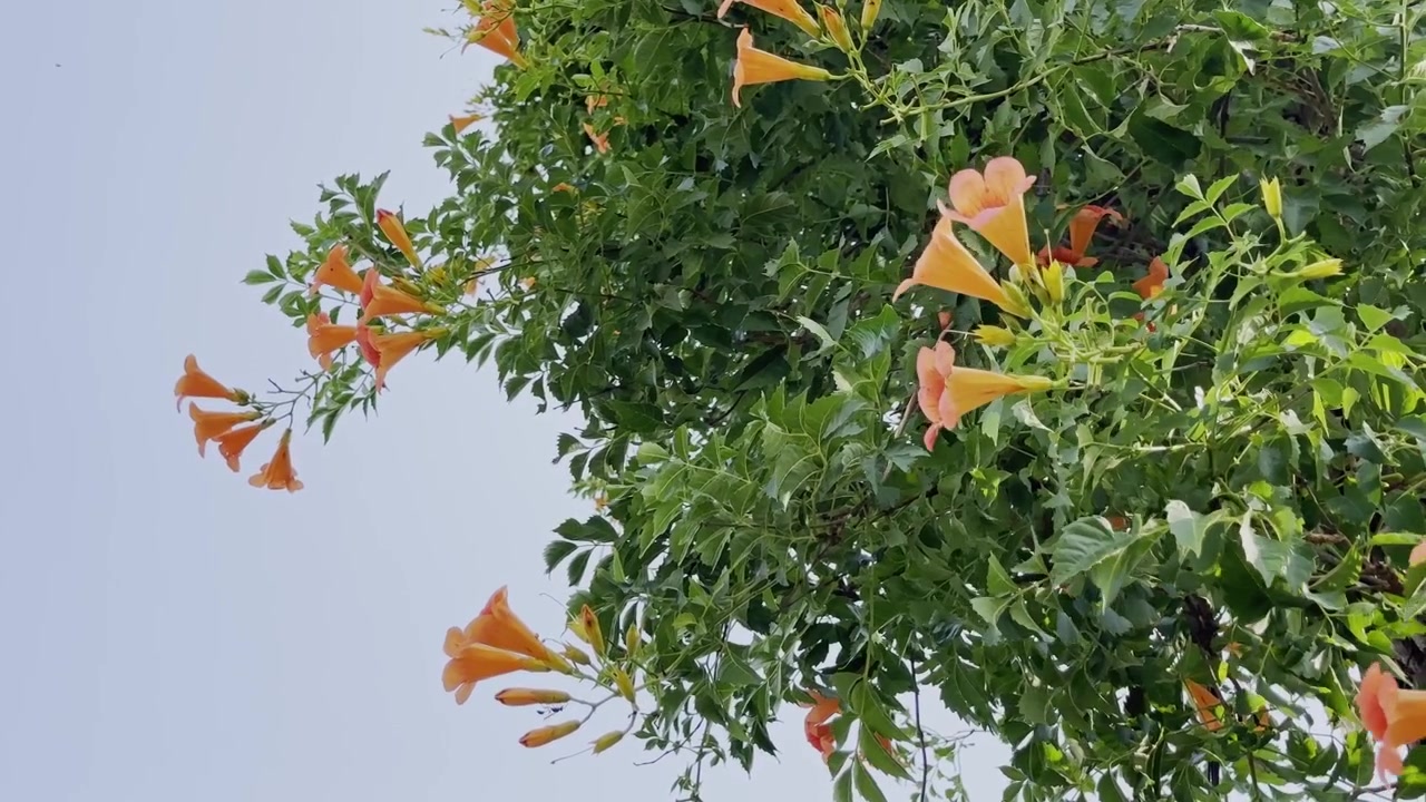 Flores de trombeta laranja penduradas em folhagem verde exuberante contra um céu claro e brilhante, sob a luz natural do dia ao ar livre!