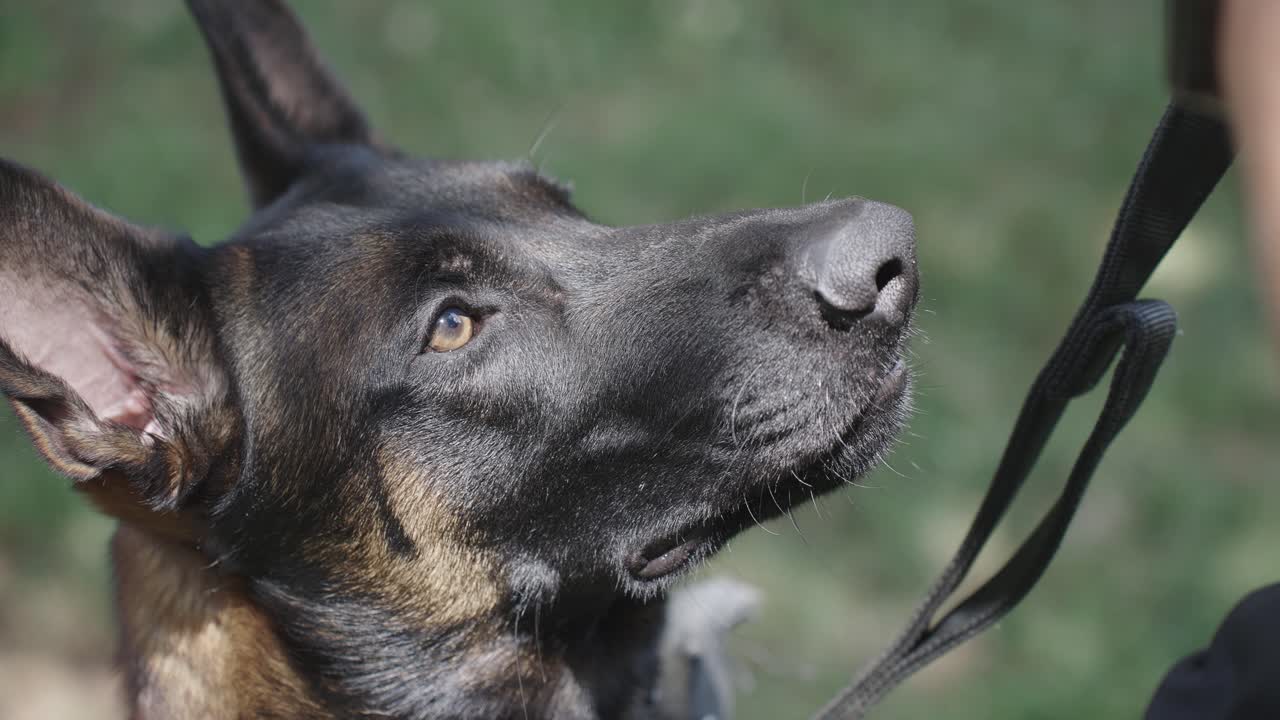 perro pastor alemán de ojos marrones en la correa mirando al dueño