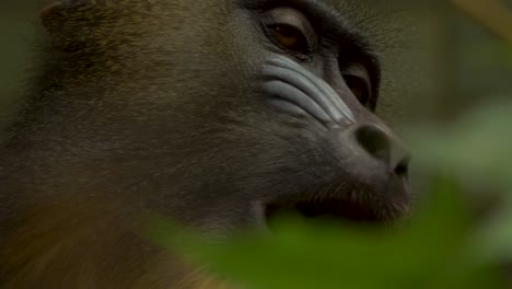 Close-up-of-a-feeding-Mandrill-alpha-male