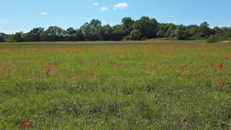 gorgeous summertime scene of colorful red poppy flowers in green meadow with trees in background on bright blue sunny sky day, handheld pan left