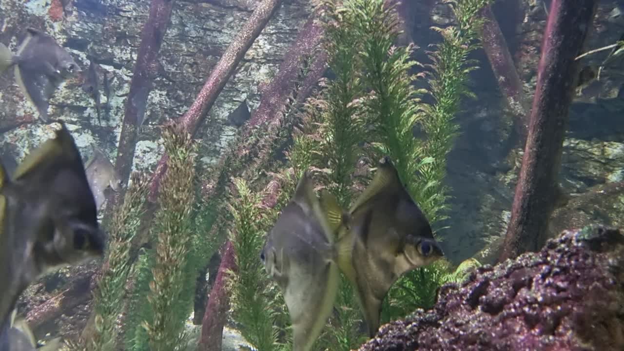 Close-up of freshwater fish swimming near submerged driftwood in a natural planted aquarium