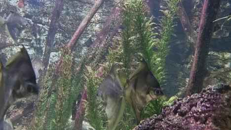 close-up of freshwater fish swimming near submerged driftwood in a natural planted aquarium