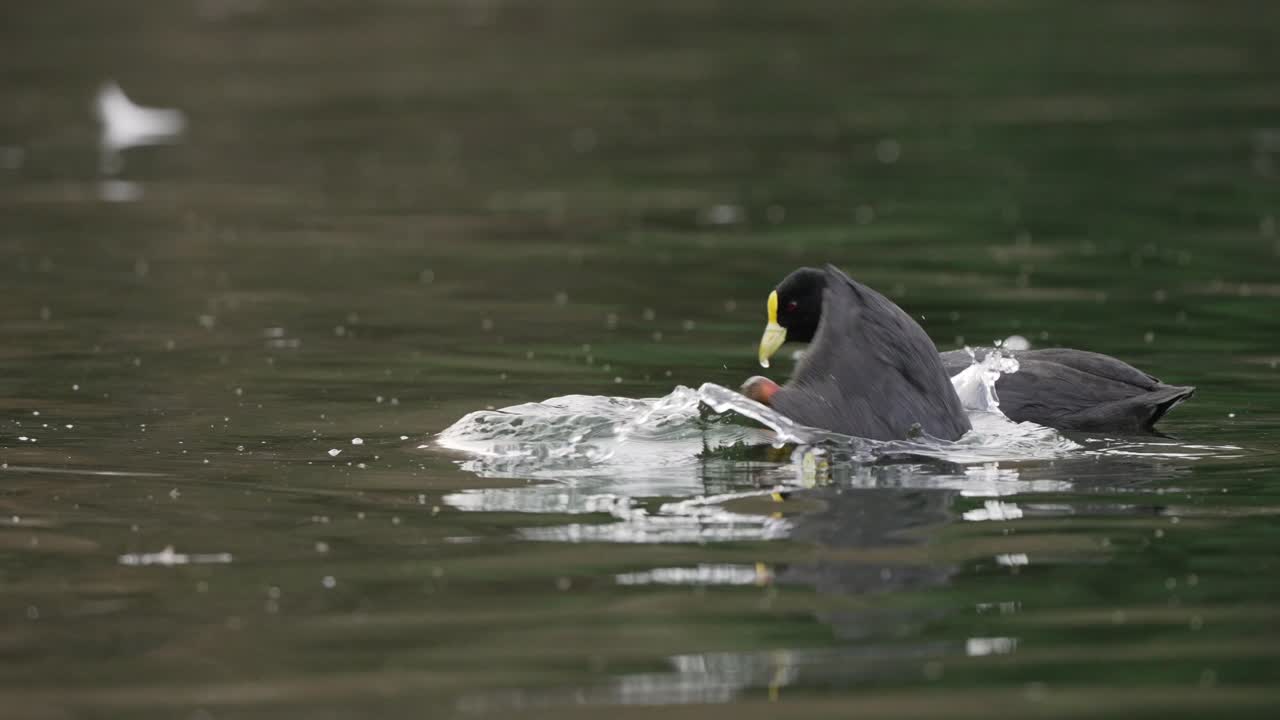 un par de fochas con ligas rojas buceando y cazando presas en un lago natural, a cámara lenta