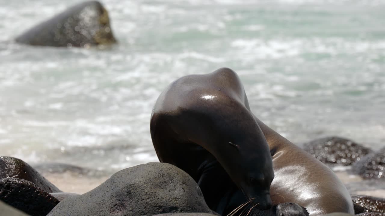 An adult Gal&aacute;pagos sea lion moves across a rocky beach as waves crash in the background on North Seymour Island, near Santa Cruz in the Gal&aacute;pagos Islands, Ecuador
