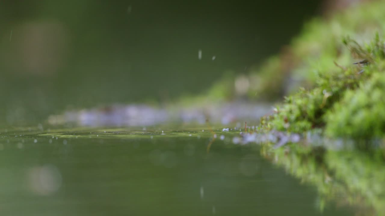 Blue Tit Bird Bathing in Forest Pool