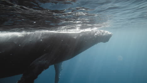 La-Gran-Ballena-Jorobada-Roza-La-Superficie-Del-Océano-Con-Un-Reflejo-Gris-En-El-Agua