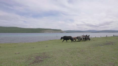 siguiendo a los yacs mientras corrían a lo largo de un lago en cámara lenta épica falla mongolia