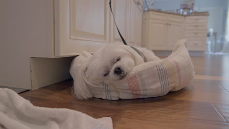 Empuje-Lento-Hacia-Un-Pequeño-Y-Lindo-Perro-Blanco-Durmiendo-En-Su-Cama-En-La-Cocina