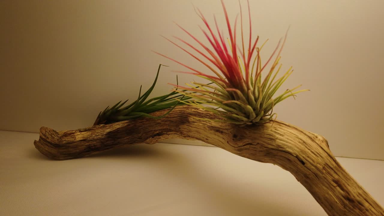 유목에 공기 식물