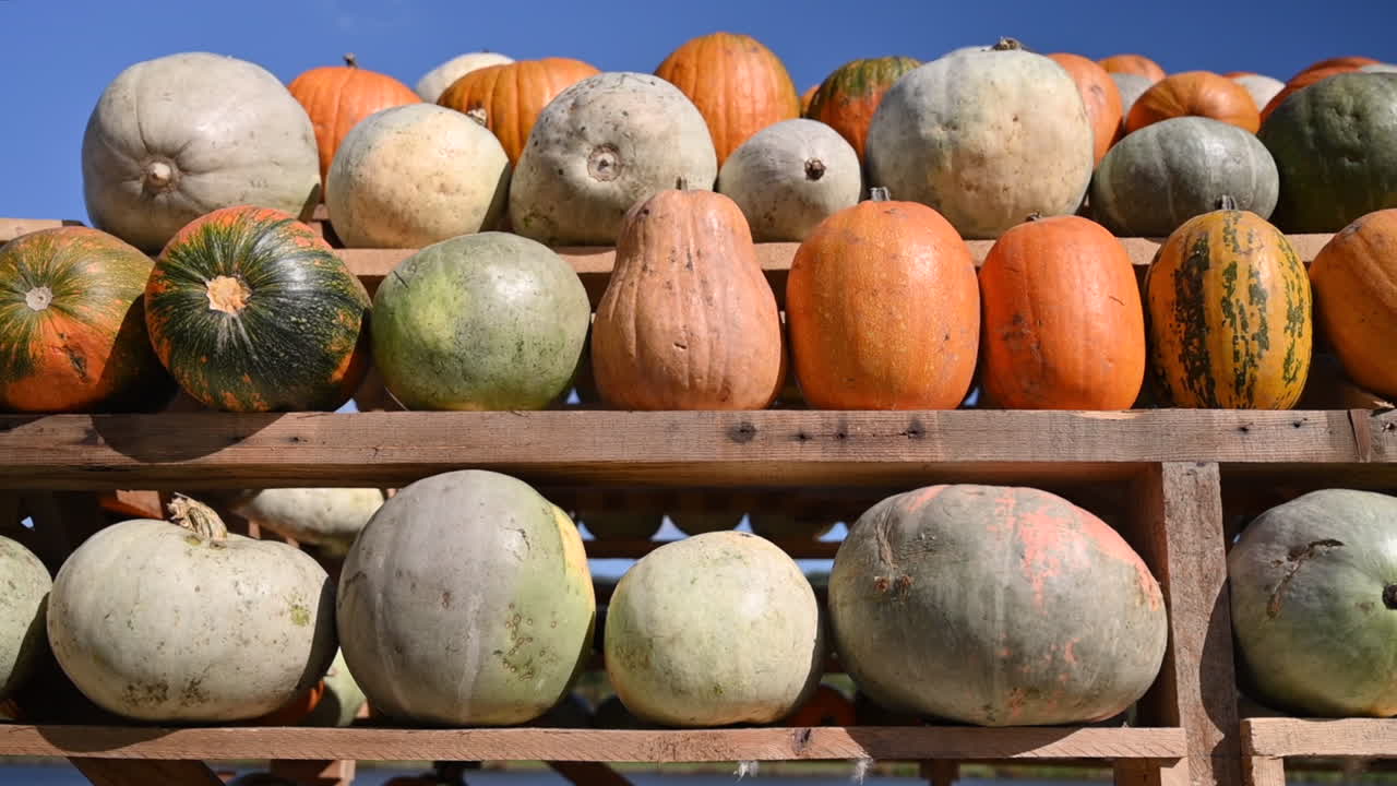 White and orange pumpkins at a farm, wooden shelves