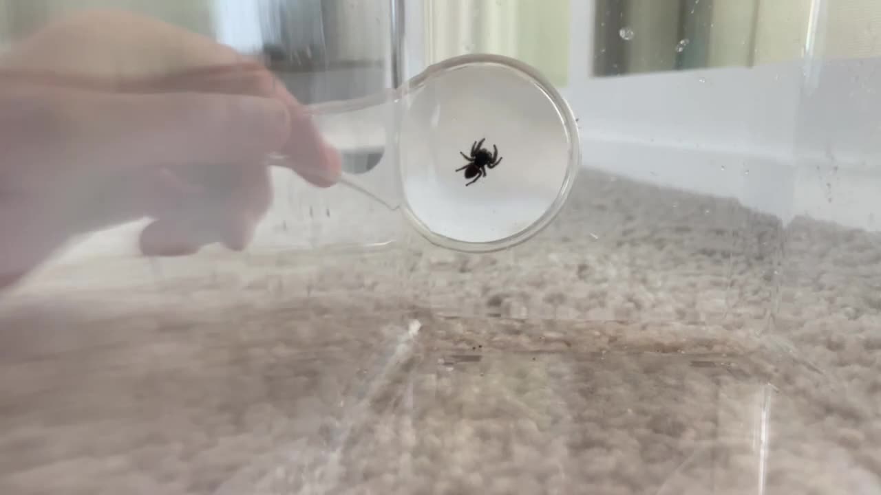 niño usando un recipiente de plástico para examinar de cerca una araña con una lupa