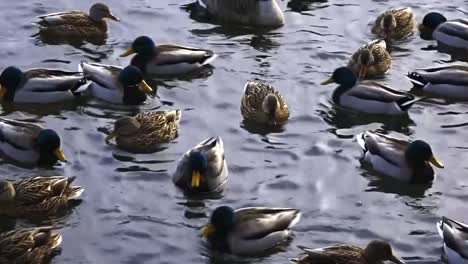 closeup of lively ducks swimming together in a pond