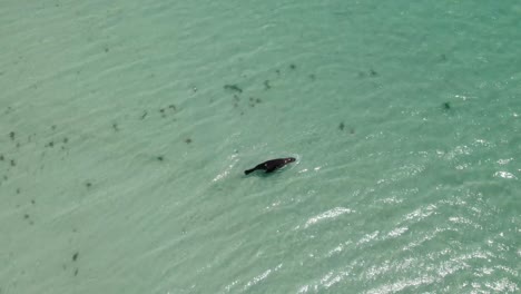 Black-fish-swimming-on-the-shallow-and-clear-waters-of-the-sea