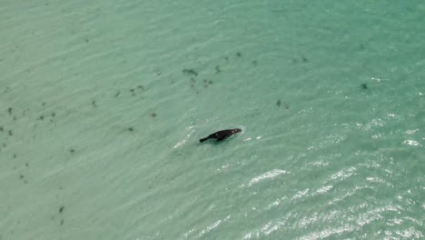 black fish swimming on the shallow and clear waters of the sea