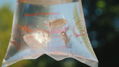 Several-Aquarium-Fish-In-The-Package-For-The-Delivery-Of-Live-Fish