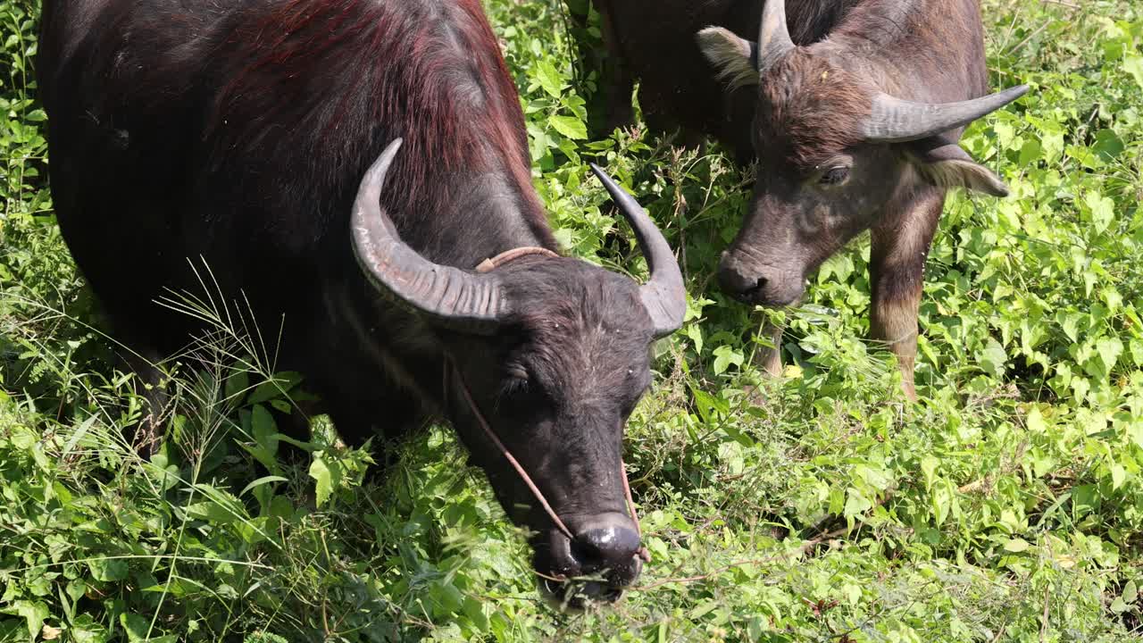 Buffalo eating grass in a lush field