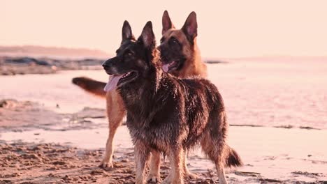 Dos-Grandes-Perros-Alsacianos-De-Pie-En-Una-Playa-Al-Atardecer