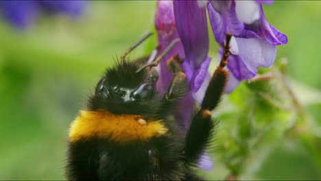 bumblebee looking for nectar