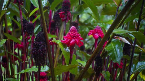 red torch ginger costa rica beautiful blooming tropical flower