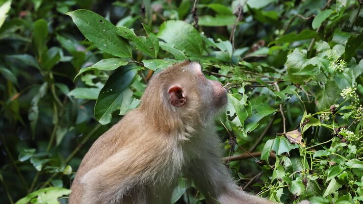 A monkey interacts with plants in a forest.